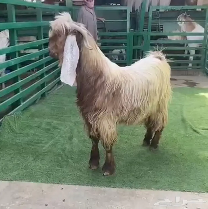 فحل عارضي ثني اصفر 1