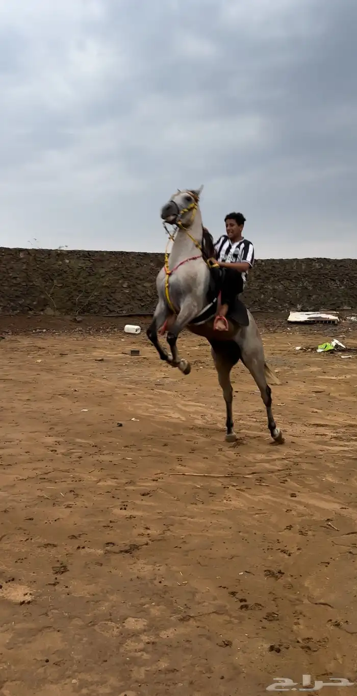 حصان شعبي 0