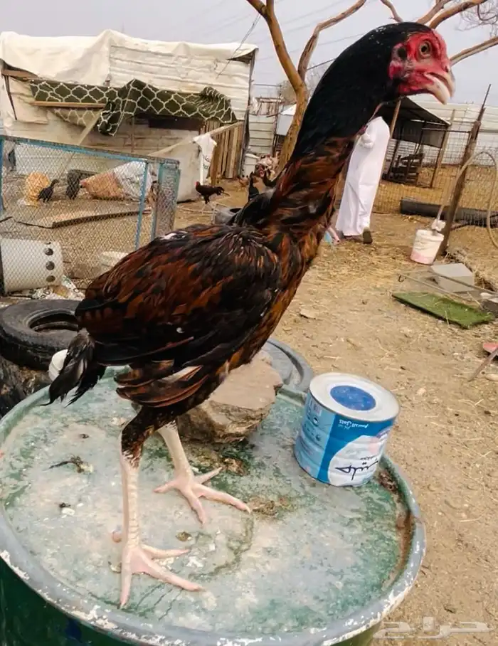 ديوك سندي صافيه 4