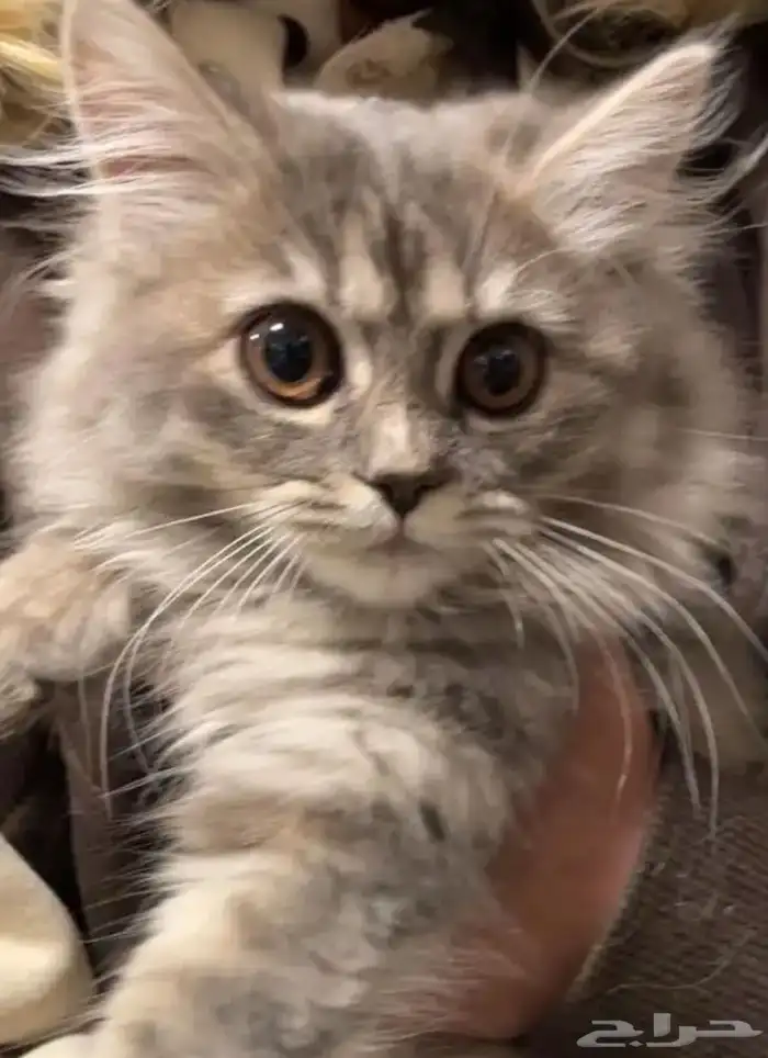 half sherazi half Scottish kittens for adoption 3