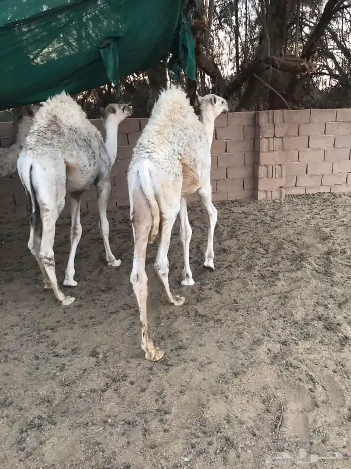 قعودين طيبات 2