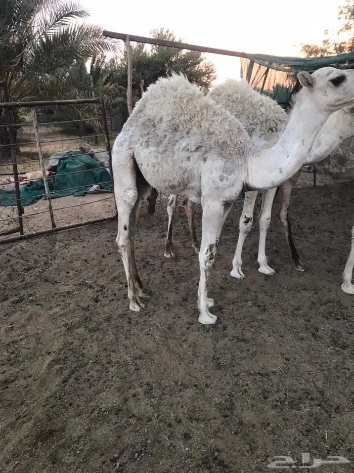 قعودين طيبات 1