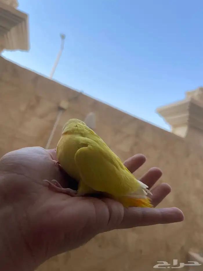 فرخ روز لاتينو جامبو 1