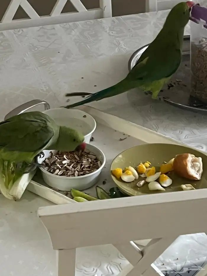 تم البيع تم البيع حبتين بغبغاء تربيه 0