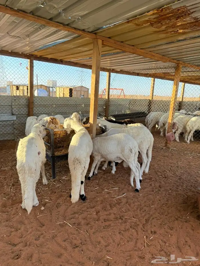 ذبايح حري نعيمي سواكني 7