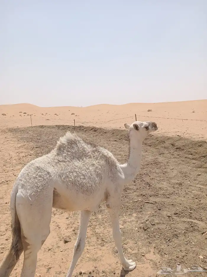 خلفه 0