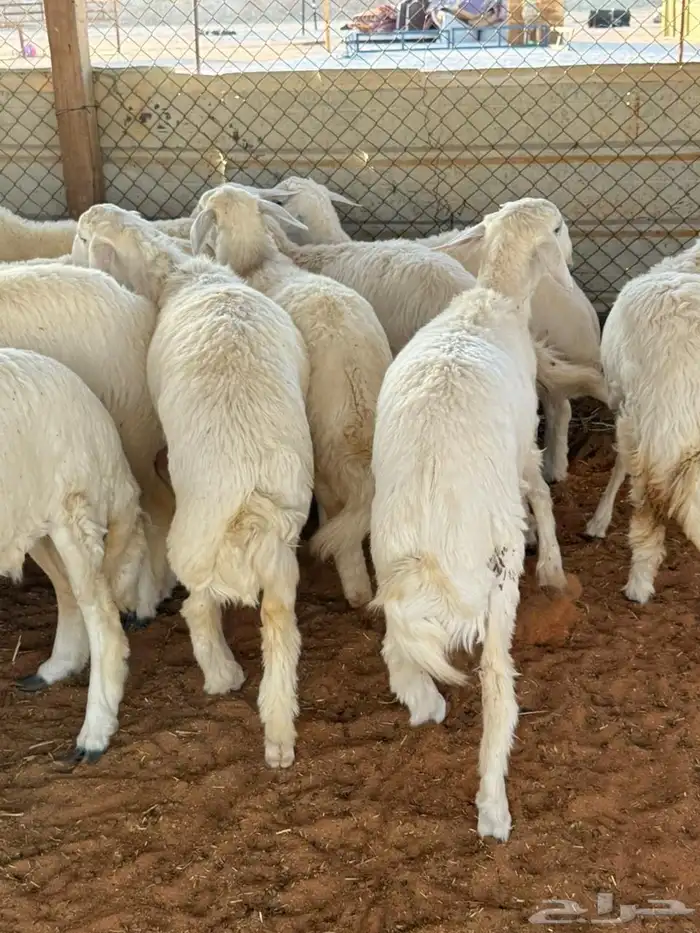 ذبايح حري نعيمي سواكني 14