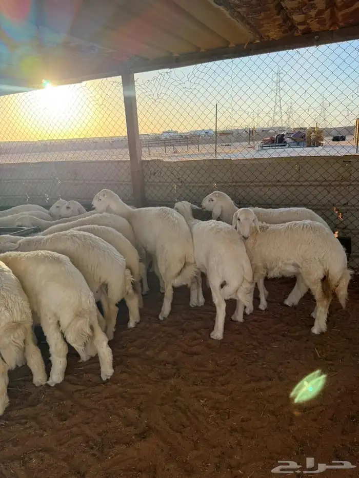 ذبايح حري نعيمي سواكني 12