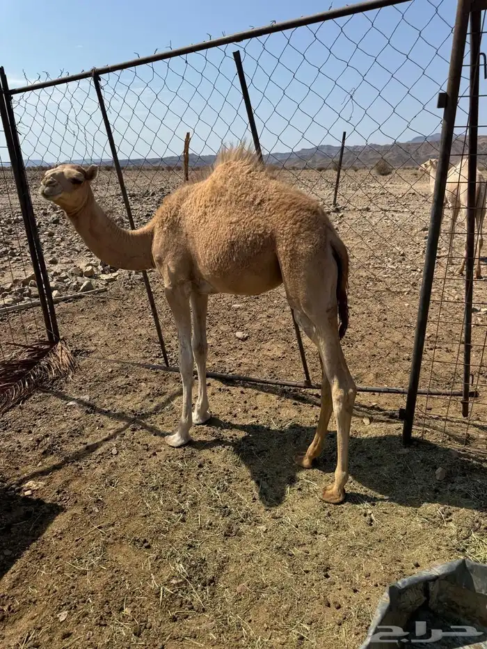 بكار 0