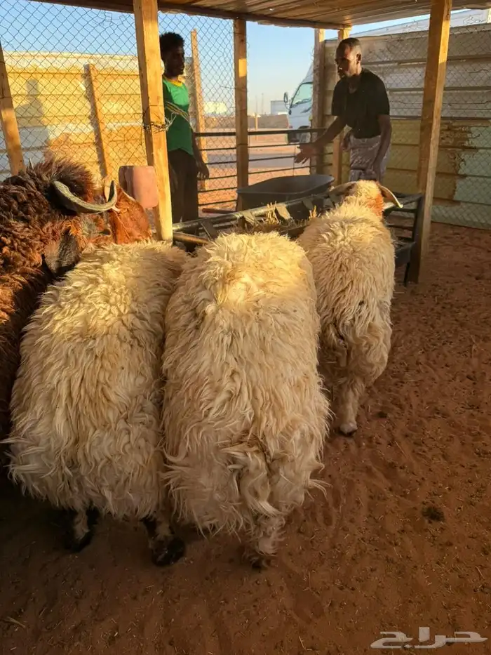 ذبايح حري نعيمي سواكني 6