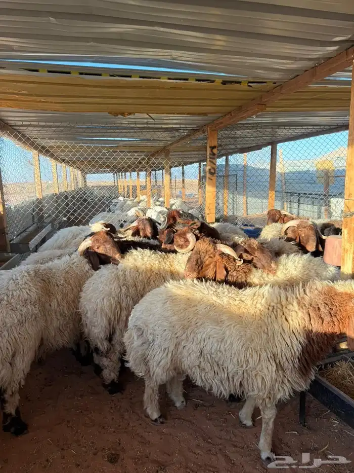 ذبايح حري نعيمي سواكني 3