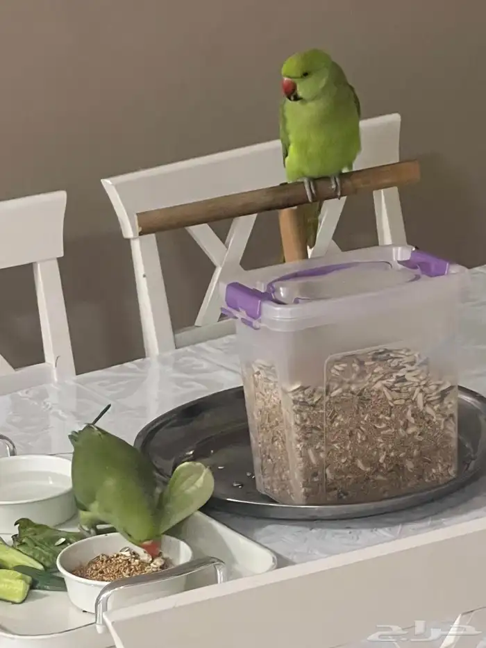 تم البيع تم البيع حبتين بغبغاء تربيه 1