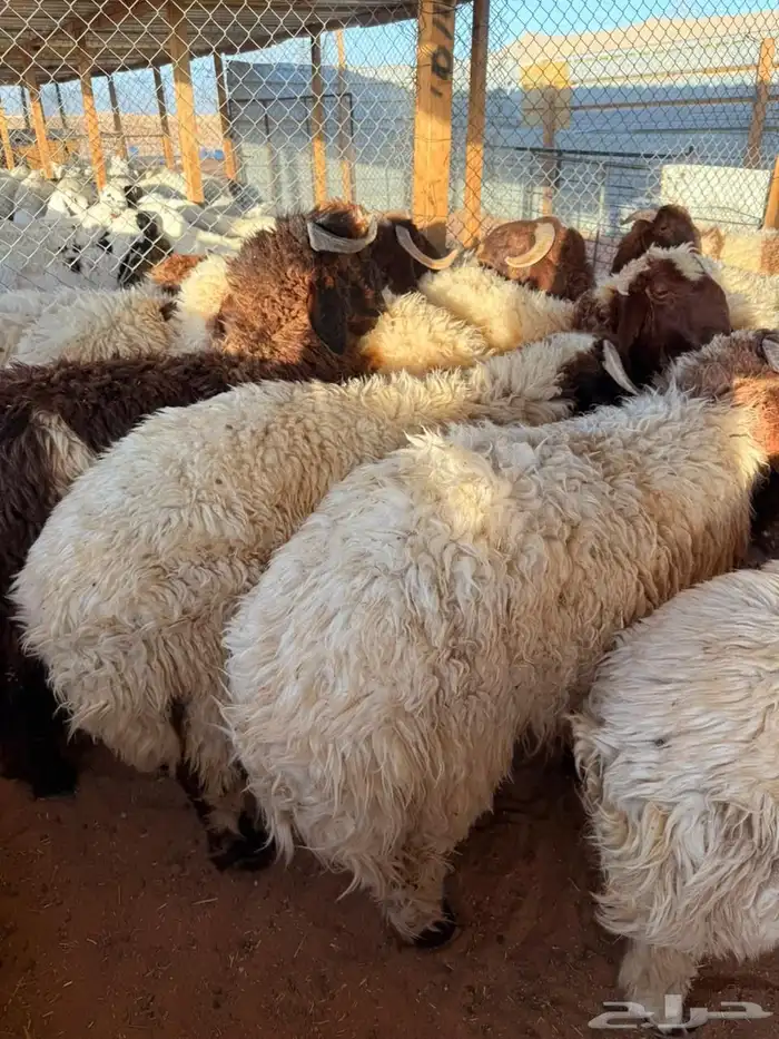 ذبايح حري نعيمي سواكني 2