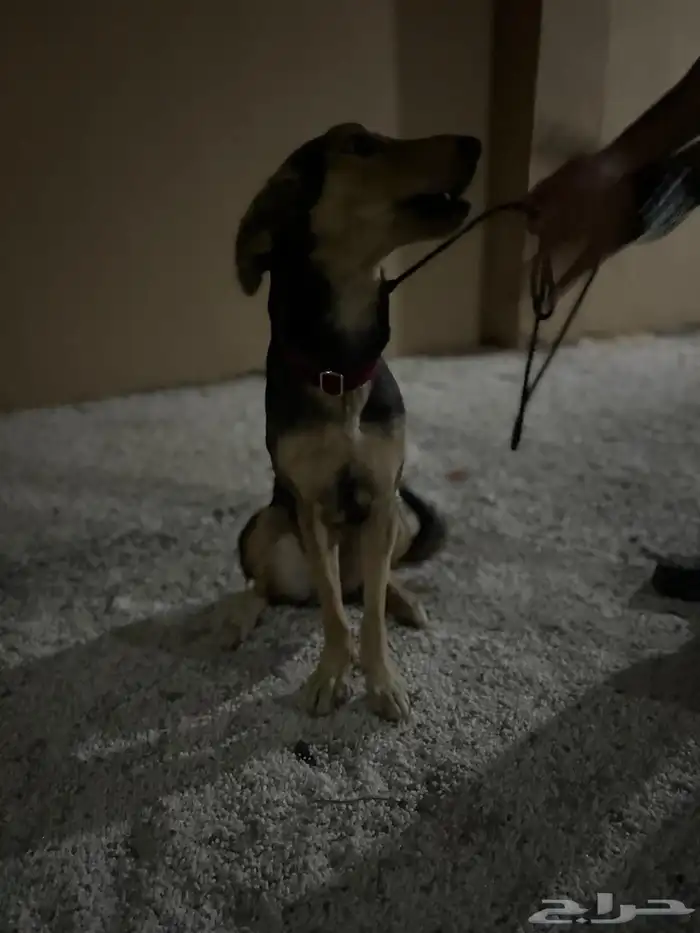 انثى هجينة سلق على جيرمن 1