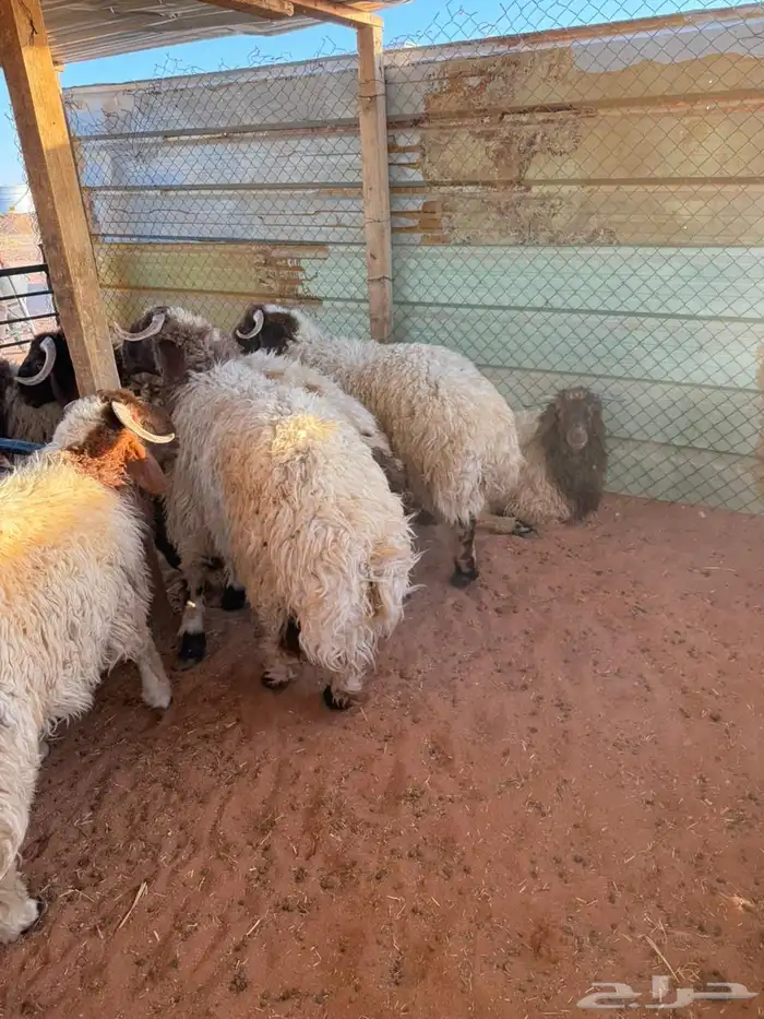 ذبايح حري نعيمي سواكني 0