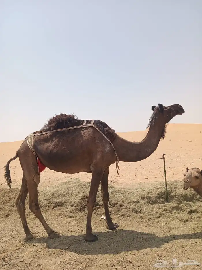 خلفه 4