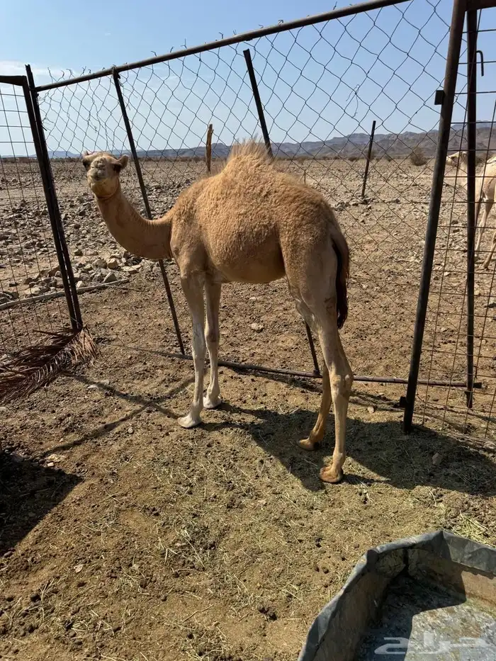 بكار 3