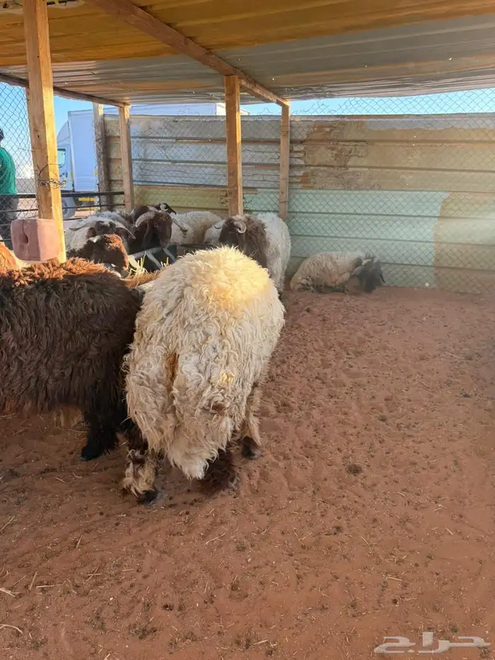 ذبايح حري نعيمي سواكني 1