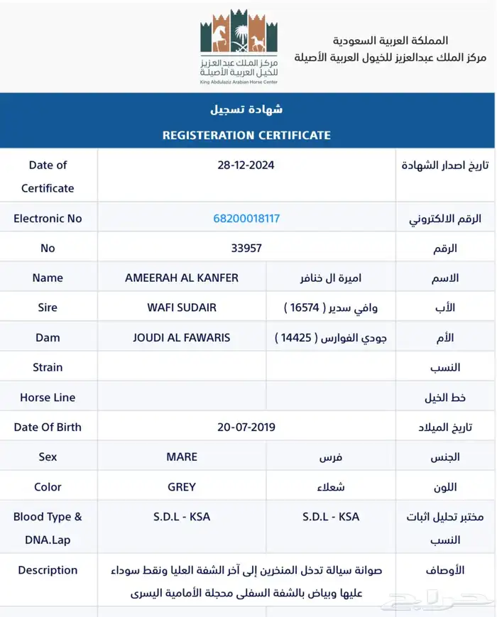 فرس واهو شيخه للبيع 1