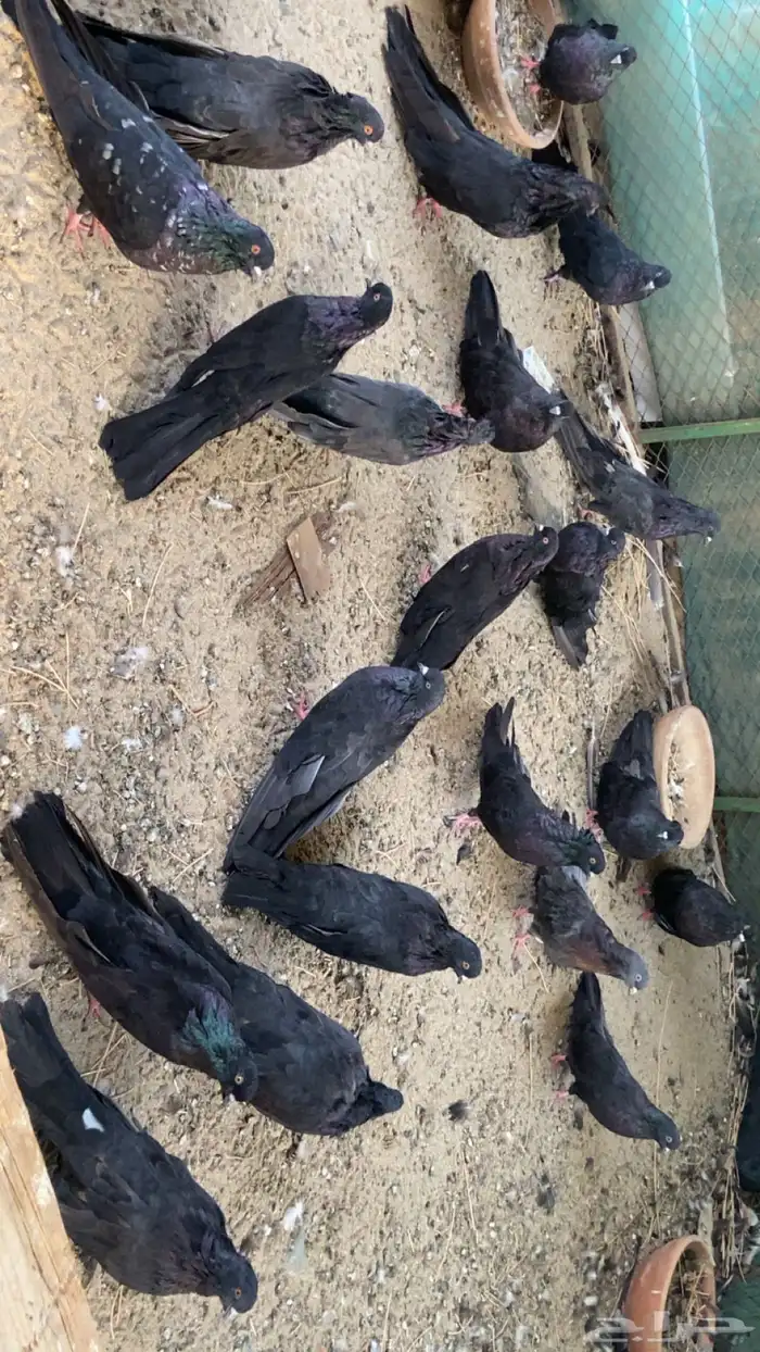حمام نفاخ قولبر 5