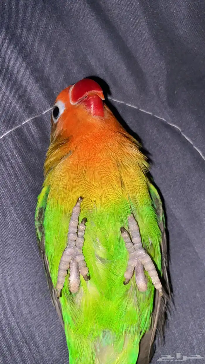 طاير فيشر شامل جميع أغراض صامل يجي العمر قرب السنه 7