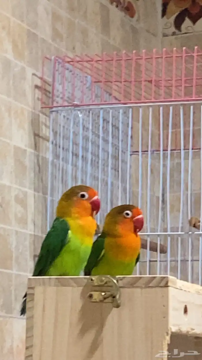 طاير فيشر شامل جميع أغراض صامل يجي العمر قرب السنه 6