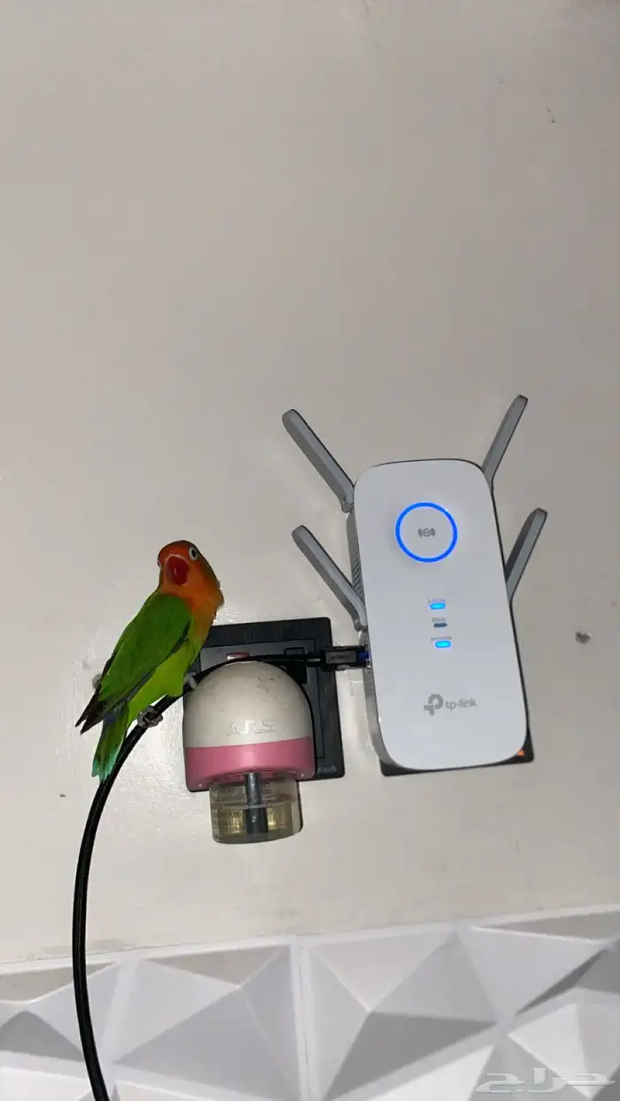 طاير فيشر شامل جميع أغراض صامل يجي العمر قرب السنه 3