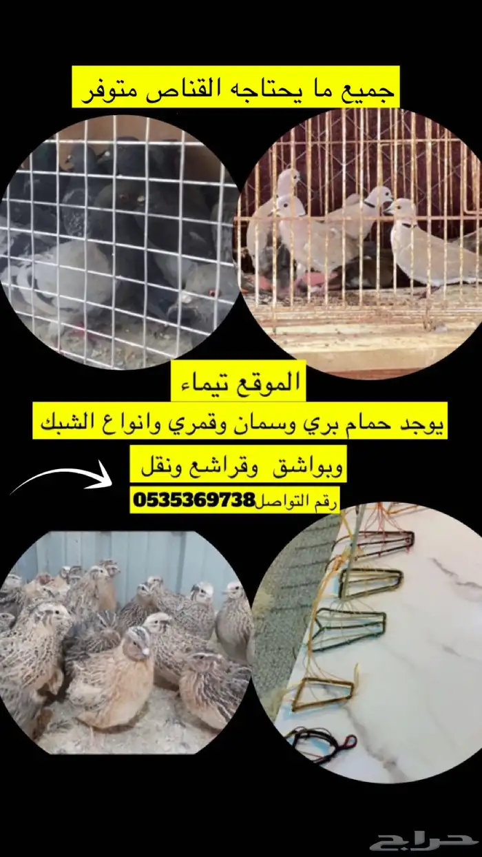 حمام قمري سمان 0