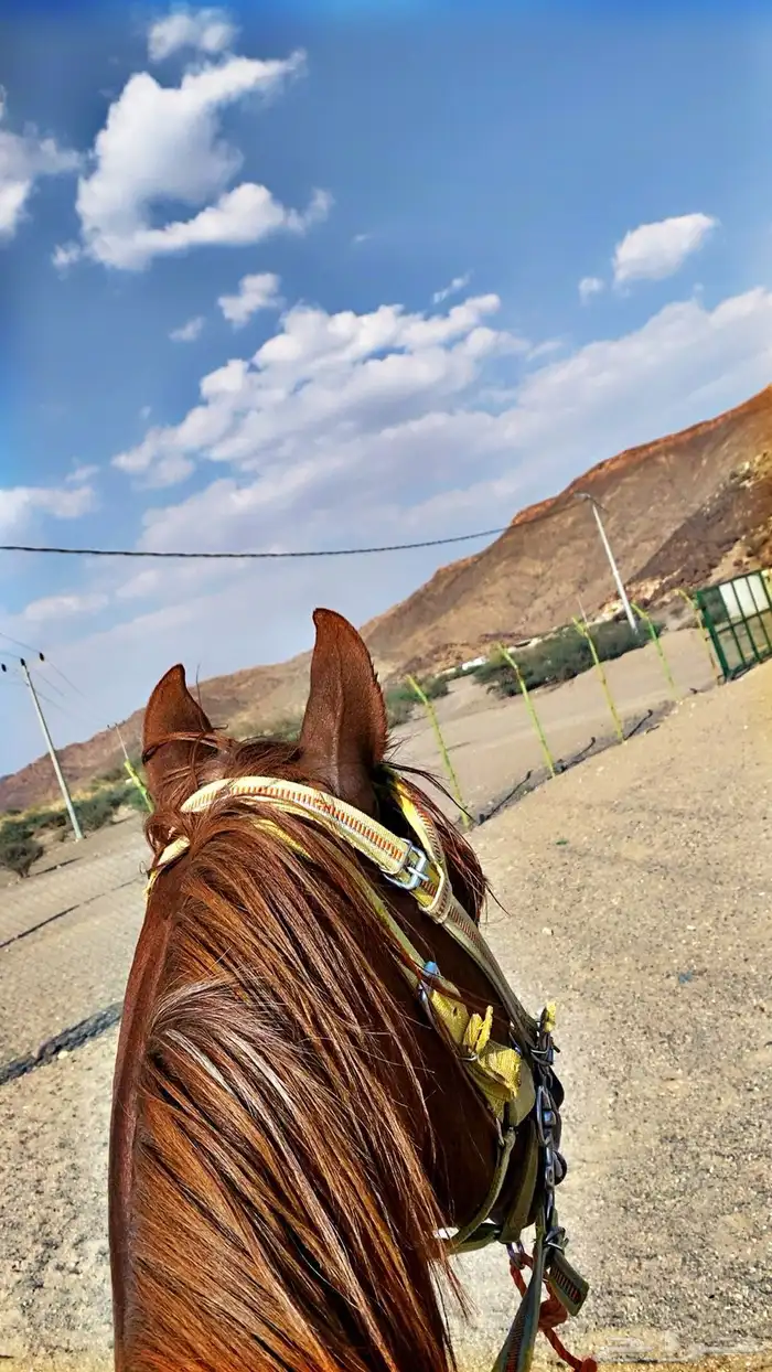 حصان للبيع عربي 1