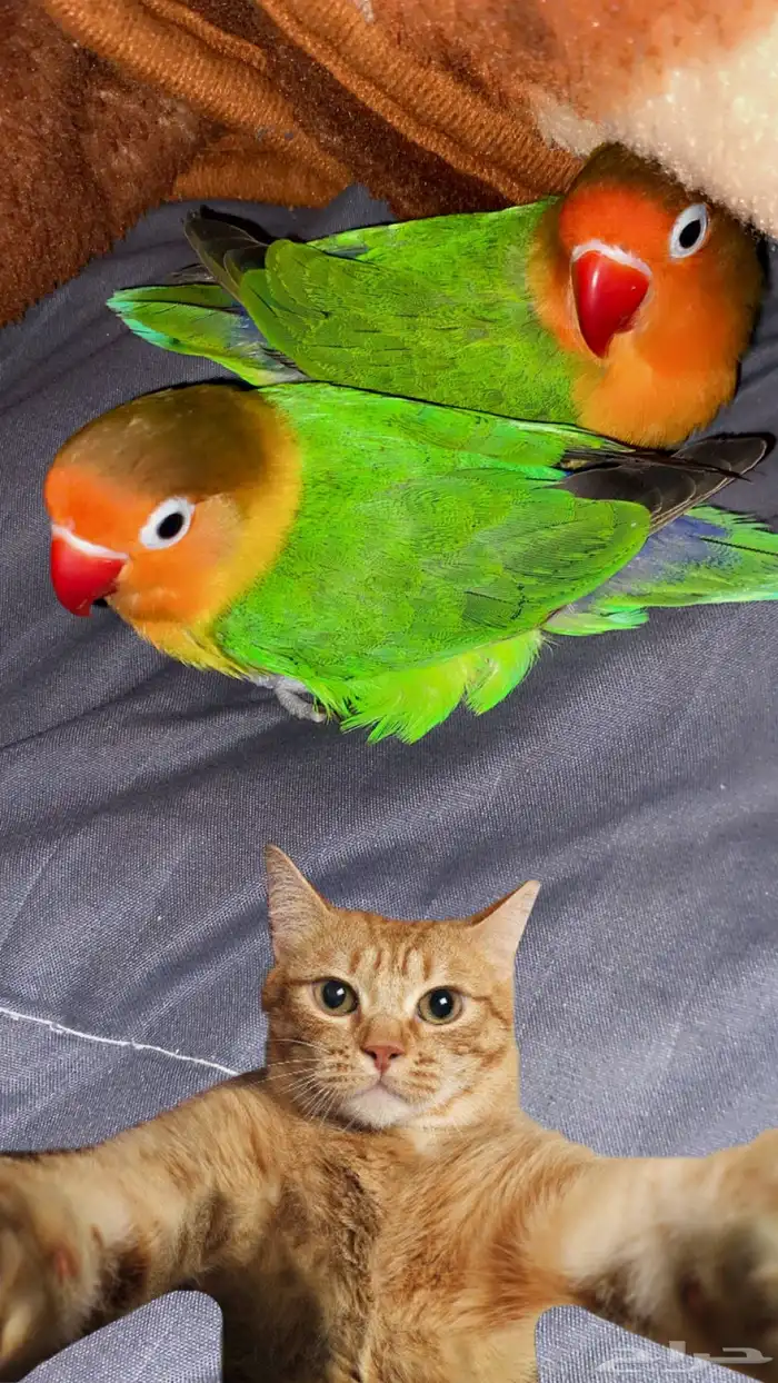 طاير فيشر شامل جميع أغراض صامل يجي العمر قرب السنه 2