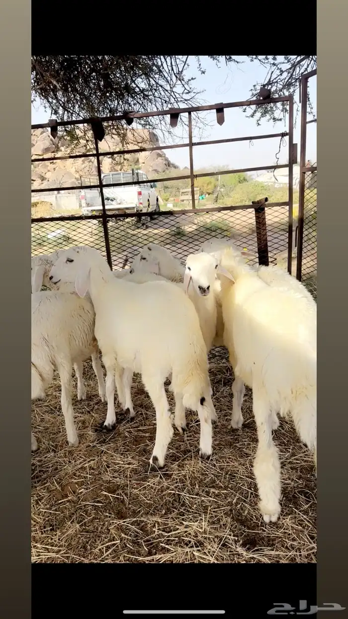 بهم حري كفو الكفو طليان 1