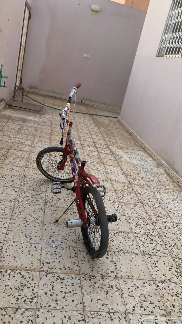 كوبرا احمر للبيع 6