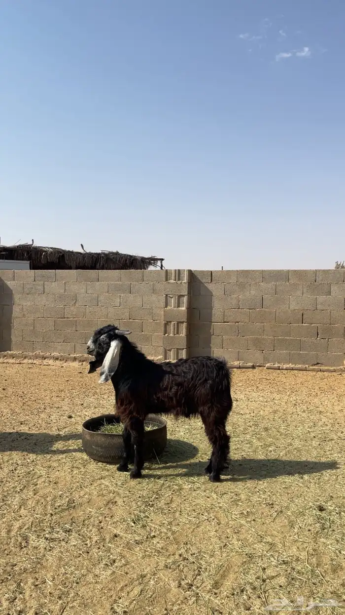 تيوس 4