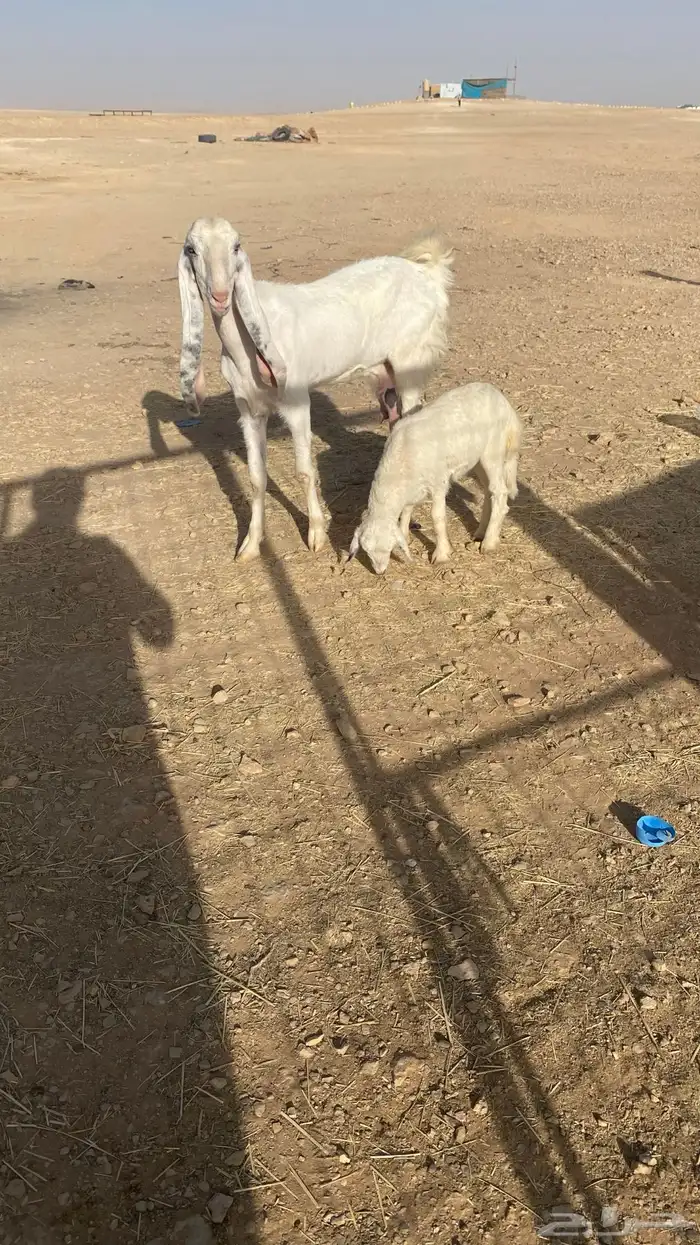 ثنيه معها رخل طيبه 1
