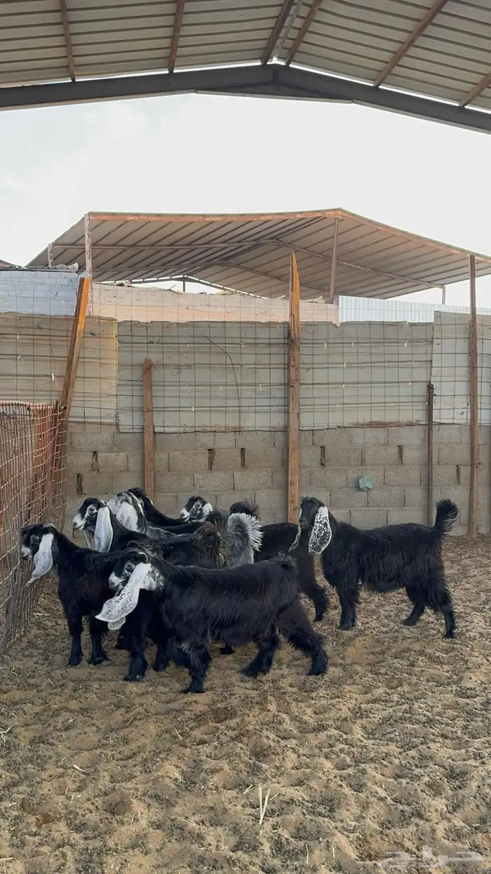جفرات عوارض 6