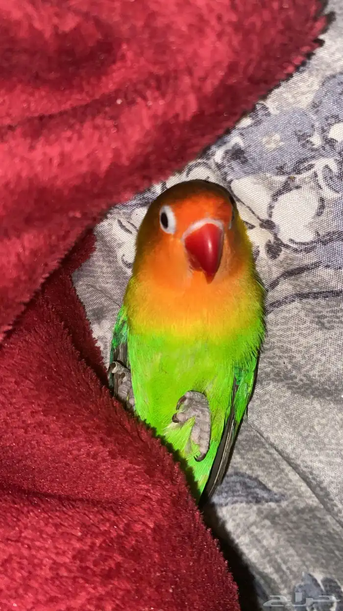 طاير فيشر شامل جميع أغراض صامل يجي العمر قرب السنه 5