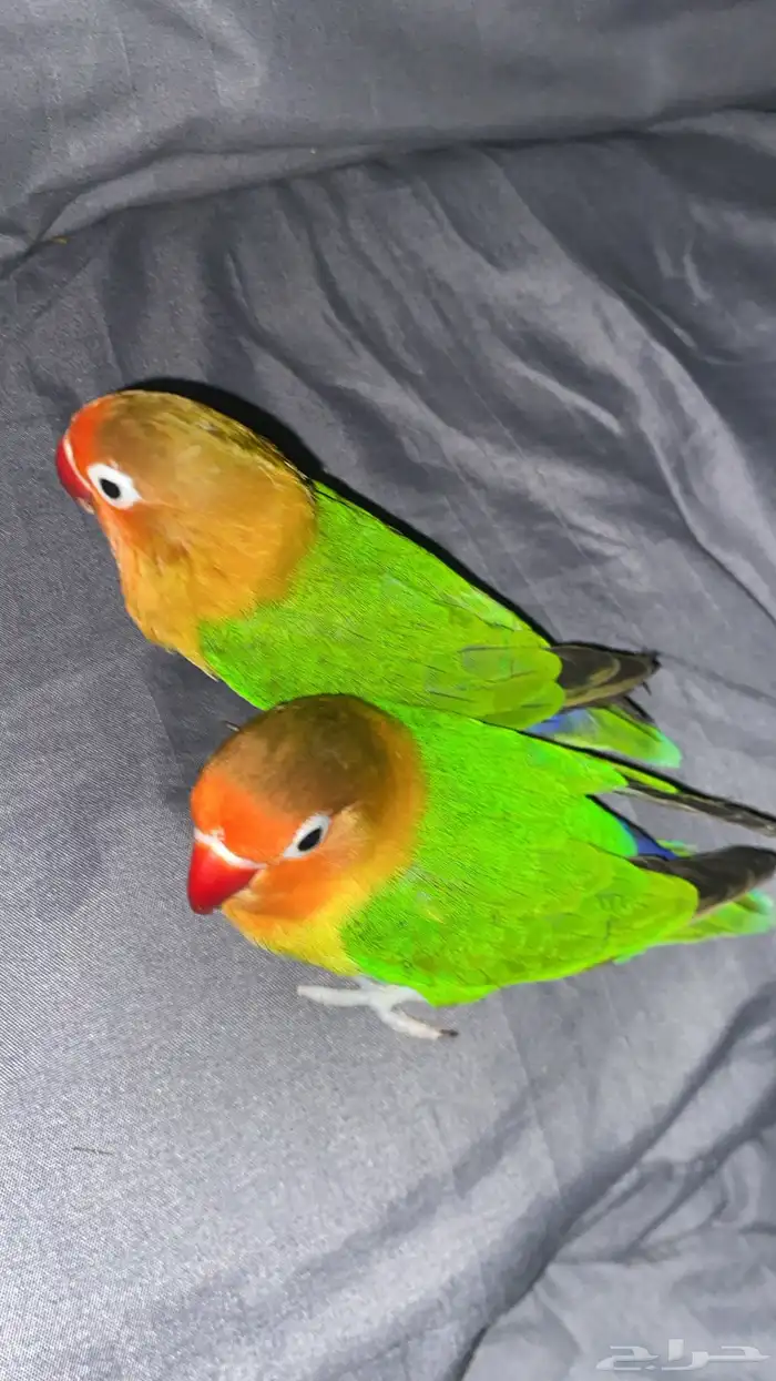 طاير فيشر شامل جميع أغراض صامل يجي العمر قرب السنه 4