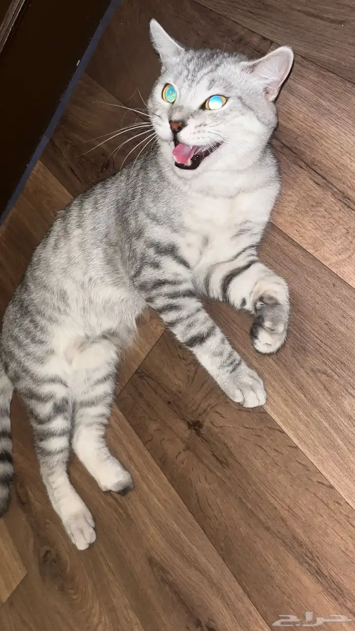 قطط 0
