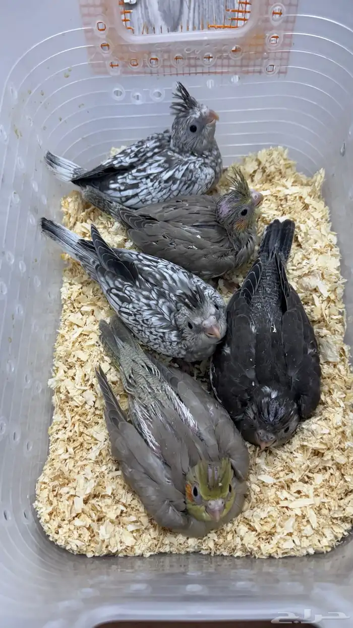 فروخ كروان اليفه 3