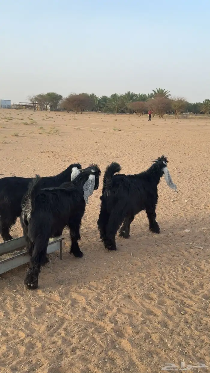 مشاريع فحول على الكايد فحل الغنم 7