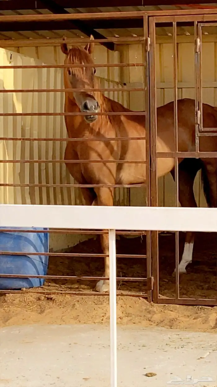 خيل شعبي 0