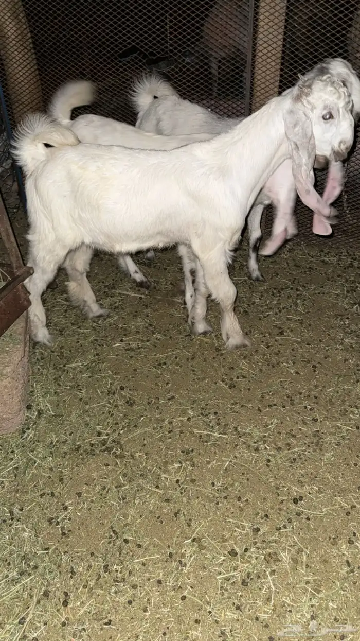 للبيع تيس هولندي مشروك 0