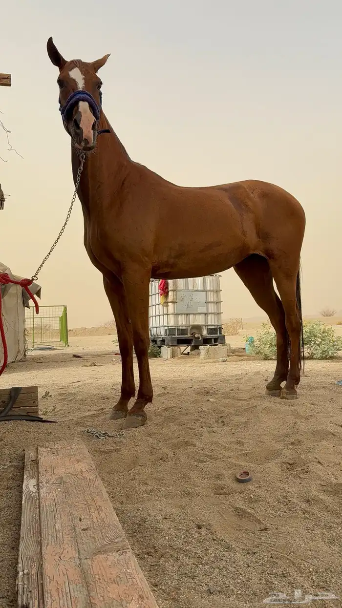 فرس شعبيه شيخه 2