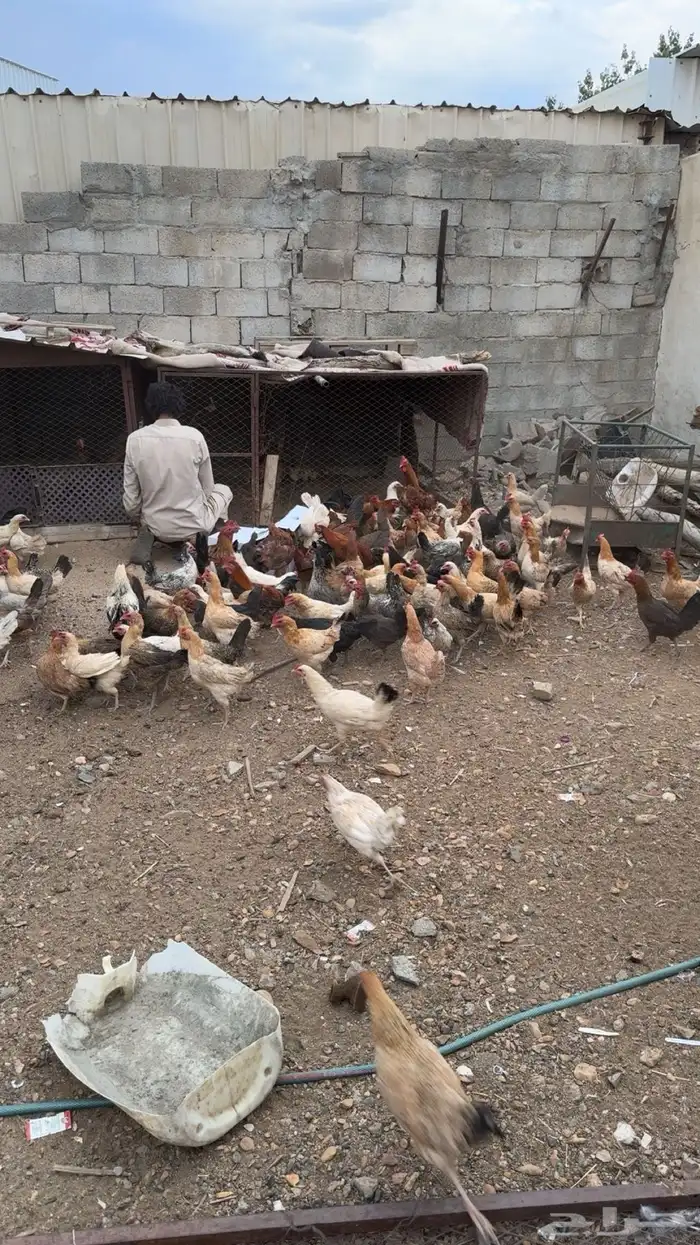 دجاج بلدي للبيع 2