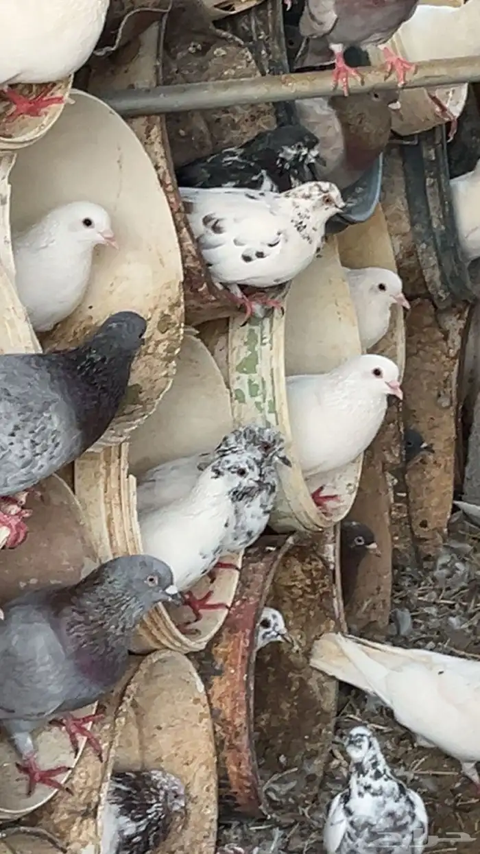 حمام مشكل 12