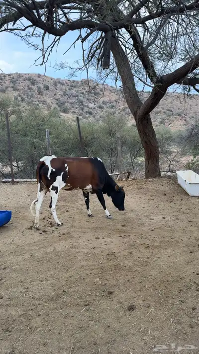 بقرة جرسي index