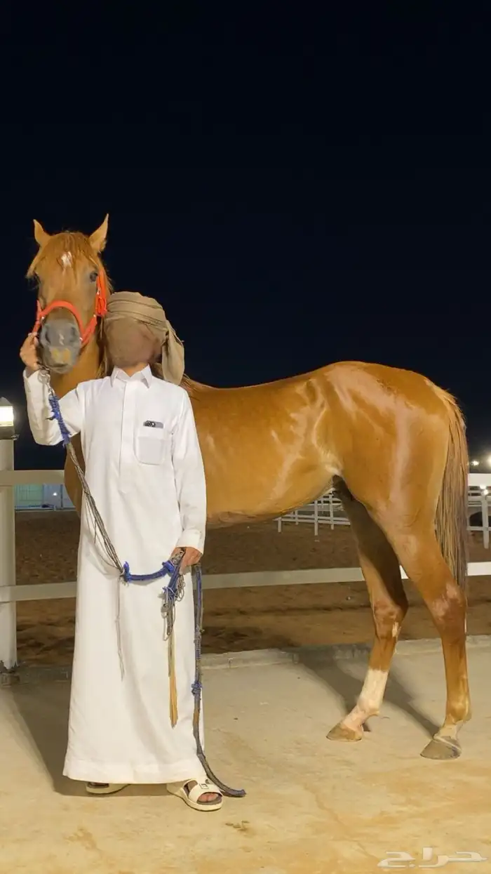 خيل شعبي 2