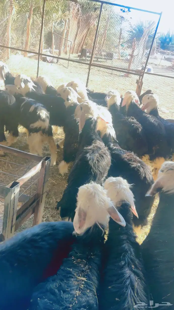 طليان نجد خرفان طيبه مقفله شحم (تم البيع خارج الموقع ) 8