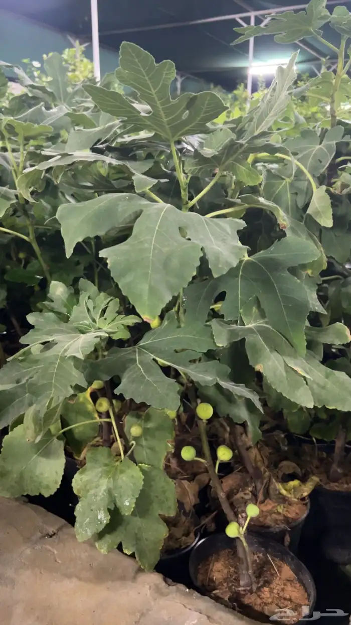 مشتل ومشاتل نباتات ظل وزينه نيم نخيل بونسيانا مورينجا 6