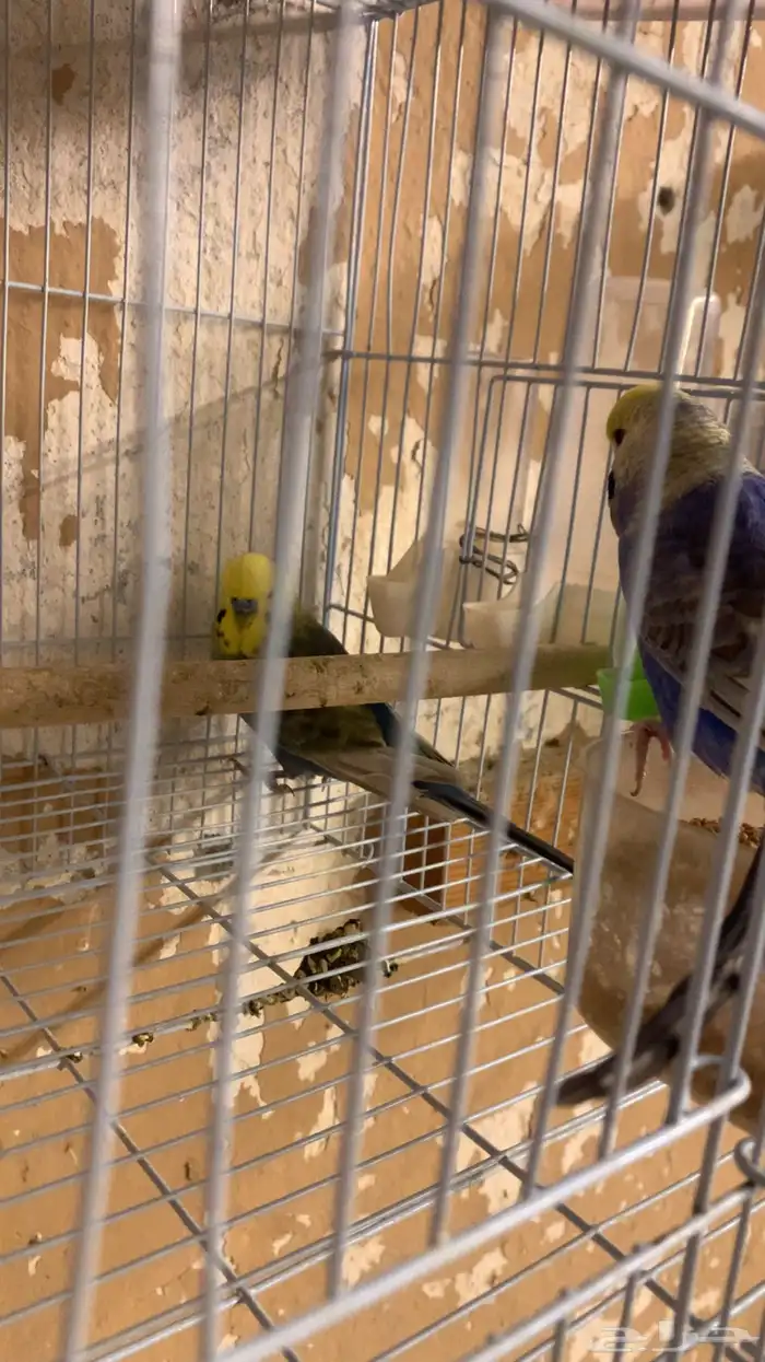 زوج بادجي رنمبو منتج (( تم البيع )) 1